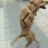 :dogwalkarms: